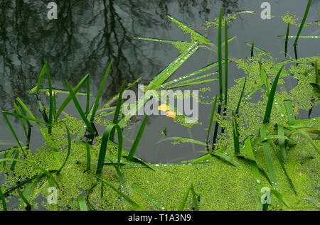 Superficie di acqua con una di lenticchie d'acqua (Lemna) e impianti di acqua Foto Stock