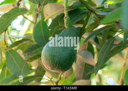 Tropicale albero di avocado con verdi maturi frutti di avocado crescente su plantation su Gran Canaria Island, Spagna, pronto per il raccolto stagionale Foto Stock