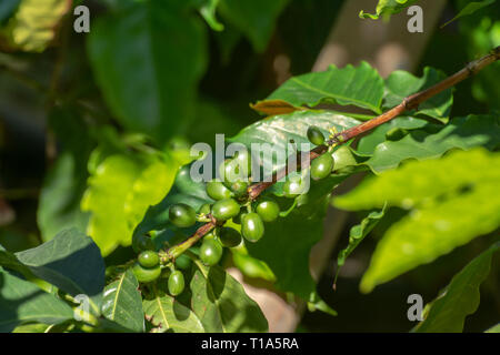 Il ramo di arabica coffee tree su plantation con maturazione verde i chicchi di caffè close up Foto Stock