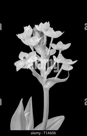 Arte still life monocromatico ad alta chiave macro floreale di un gambo della stella di Betlemme / ornithogalum fiori, foglie e bud su sfondo nero Foto Stock