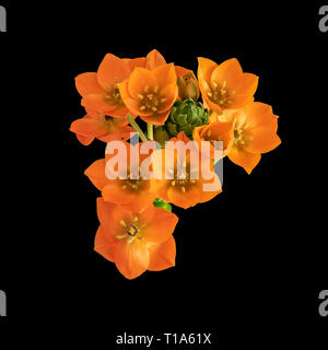 Arte ancora vita colorata macro floreale di un cluster di arancione della stella di Betlemme / ornithogalum fiori e bocciolo su sfondo nero Foto Stock
