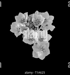 Arte ancora vita monocromatica macro floreale di un cluster di bianco della stella di Betlemme / ornithogalum fiori e bocciolo su sfondo nero Foto Stock