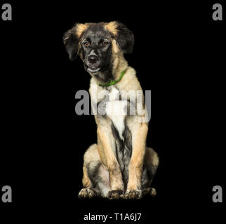 Mixed-razza cane, 3 mesi di età, in posizione di stazionamento Foto Stock