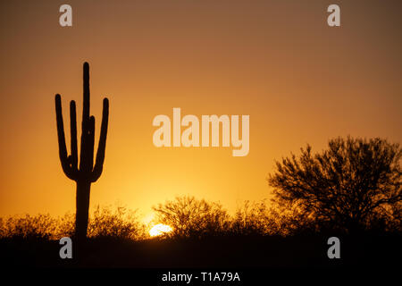 Tramonto sul deserto sotto un cielo privo di nuvole con un cactus Saguaro in primo piano. Foto Stock