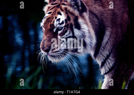 Mammel animale tigre del Bengala Sandown Zoo Isle of Wight England Regno Unito Foto Stock