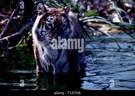 Animale mammifero tigre del Bengala Sandown Zoo Isle of Wight England Regno Unito Foto Stock