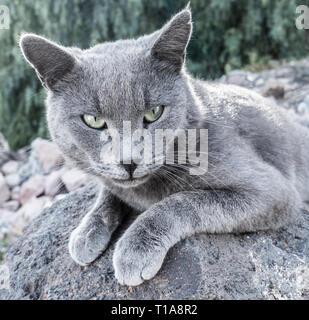 Ritratto di gatto grigio. Foto Stock