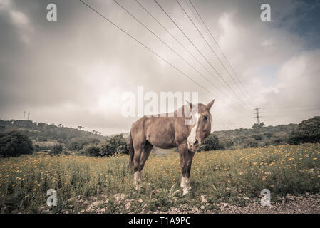 Unico cavallo marrone in piedi in un campo di wild fiori gialli su una molto nuvoloso giorno. La casa è di guardare avanti. Atmosfera drammatica Foto Stock