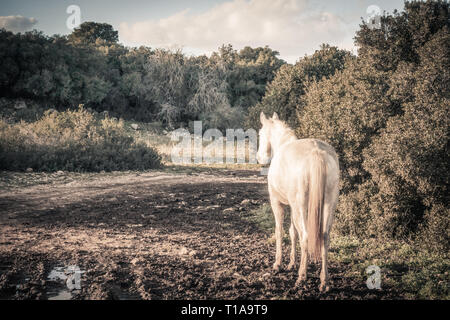 Indietro ritratto di Cavallo Bianco nel campo Foto Stock