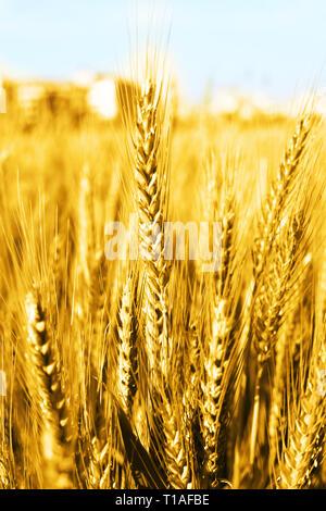 Foto di campi di grano per il punjabi cultura in baisakhi festival. Foto Stock