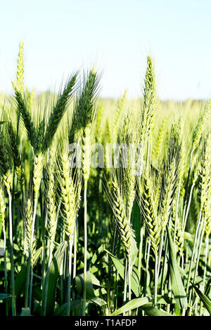 Foto di verdi campi di grano per baisakhi festival. Foto Stock