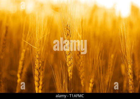 Foto di campi di grano per il punjabi cultura. Foto Stock