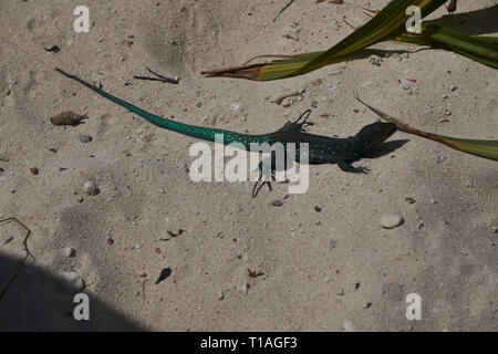 Serpenti, lucertole e iguane di Aruba. Se si come lucertole Aruba è sicuramente il luogo dove essere… la metà di tutte le note specie di lucertola risiedono in Aruba Foto Stock