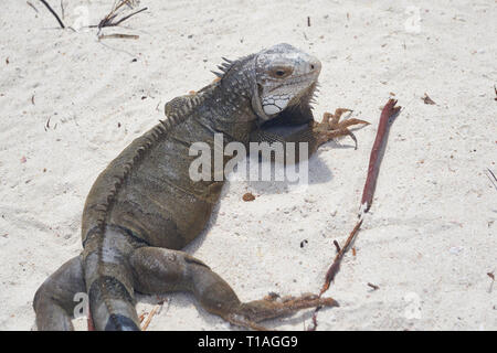 Serpenti, lucertole e iguane di Aruba. Se si come lucertole Aruba è sicuramente il luogo dove essere… la metà di tutte le note specie di lucertola risiedono in Aruba Foto Stock