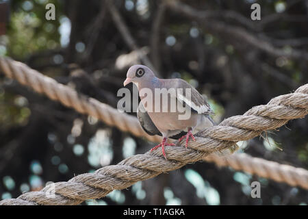 Serpenti, lucertole e iguane di Aruba. Se si come lucertole Aruba è sicuramente il luogo dove essere… la metà di tutte le note specie di lucertola risiedono in Aruba Foto Stock