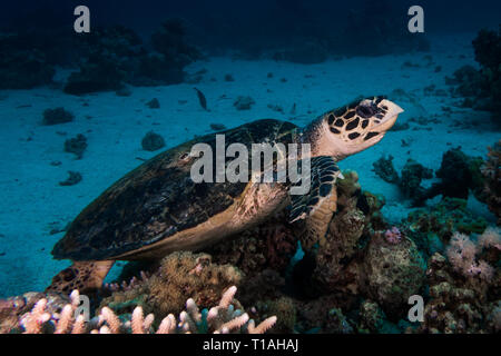 Tartaruga Marina nel mar rosso nei pressi di safaga in Egitto Foto Stock