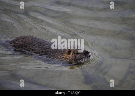 Musk rat nuotare nel fiume in campagna Foto Stock