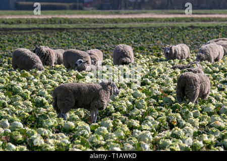 Tarleton, Lancashire. 25 marzo, 2019. Pecore gravide gola su cavolo verza in tempo caldo. Il grasso di agnelli, in agnello pecore 3 settimane da figliando dotato di un ottimo mangime complementare. Integrando le pecore con l'oligoelemento iodio può impedire goitre e potenzialmente fatali complicazioni carenza prima di figliatura. Il credito. Indicatore di attesa dei messaggi/AlamyLiveNews Foto Stock