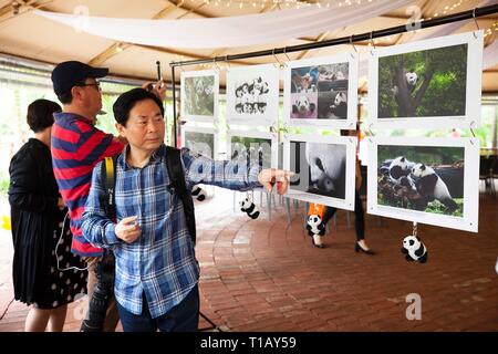 Adelaide, Australia del Sud. 24 Mar, 2019. Fotografo cinese Zhou Mengqi (R) parla di storie di ogni foto durante la sua mostra sulla panda gigante in Zoo di Adelaide, Australia del Sud, 24 marzo 2019. Fotografo cinese Zhou Mengqi ha lanciato una mostra sulla panda gigante domenica ad Adelaide nel giardino zoologico dell'Australia del Sud. La mostra, con 50 foto, è stato intitolato "panda gigante e la sua città natale.' Credit: Pan Xiangyue/Xinhua/Alamy Live News Foto Stock