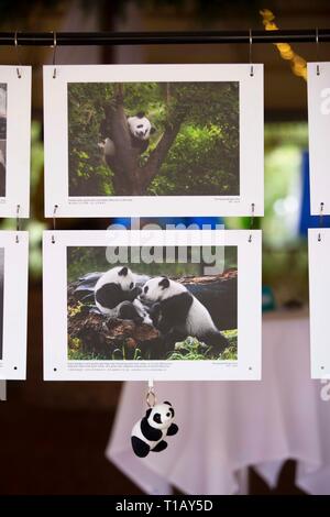 Adelaide. 24 Mar, 2019. Foto scattata il 24 marzo 2019 mostra una mostra sulla panda gigante dal fotografo cinese Zhou Mengqi in Zoo di Adelaide, Australia del Sud. Fotografo cinese Zhou Mengqi ha lanciato una mostra sulla panda gigante domenica ad Adelaide nel giardino zoologico dell'Australia del Sud. La mostra, con 50 foto, è stato intitolato "panda gigante e la sua città natale.' Credit: Pan Xiangyue/Xinhua/Alamy Live News Foto Stock