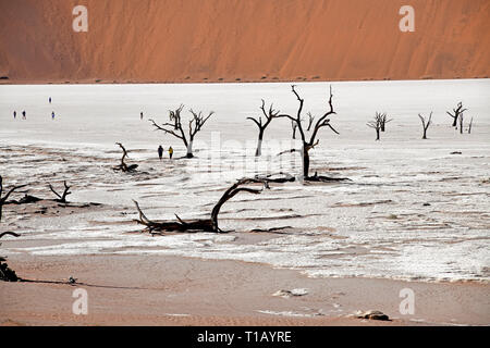 I turisti a piedi in Dead Vlei tra i morti acacias, presa su 01.03.2019. Il Dead Vlei è a secco, circondato da alte dune pan di argilla con numerosi morti di alberi di acacia nel Namib Naukluft National Park vicino al Sossusvlei. Questi alberi morti sono fino a 500 anni e creare una surreale impressione complessiva dello scenario di fronte al visitatore. Foto: Matthias Toedt / dpa-Zentralbild / ZB / Picture Alliance | Utilizzo di tutto il mondo Foto Stock