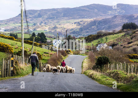 Ardara, County Donegal, Irlanda. Xxv Marzo 2019. Spostando gli allevatori di pecore e agnelli al pascolo di nuovo come il clima si riscalda sulla costa nord-occidentale. Credito: Richard Wayman/Alamy Live News Foto Stock