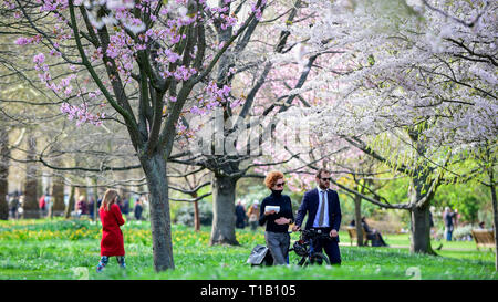 Londra, Regno Unito. Il 25 marzo 2019. Meteo REGNO UNITO: Ufficio lavoratori a piedi da alberi in fiore in St James Park durante il bel tempo nella capitale. Credito: Stephen Chung / Alamy Live News Foto Stock