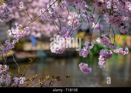 Londra, Regno Unito. Il 25 marzo 2019. Meteo REGNO UNITO: Dettaglio di un albero in fiore in St James Park durante il bel tempo nella capitale. Credito: Stephen Chung / Alamy Live News Foto Stock