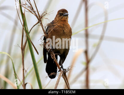 Barca femmina tailed grackle (Quiscalus major) Foto Stock