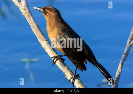 Barca femmina tailed grackle (Quiscalus major) Foto Stock
