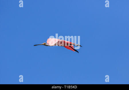 Roseate spatola (Platalea ajaja) in volo contro un cielo blu chiaro. Foto Stock