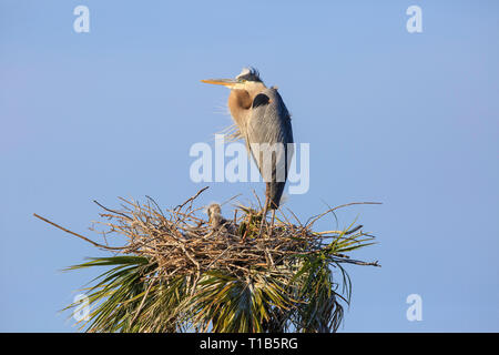 Airone blu (Ardea erodiade) a nido con due giovani pulcini. Foto Stock