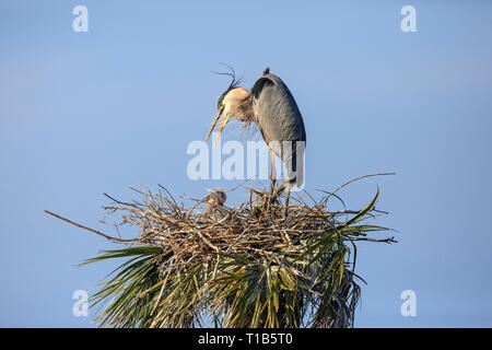 Airone blu (Ardea erodiade) a nido con due giovani pulcini. Foto Stock