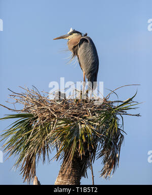 Airone blu (Ardea erodiade) a nido con due giovani pulcini. Foto Stock