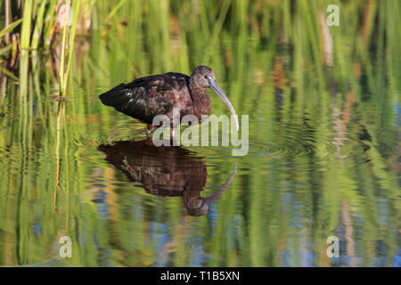Ibis lucido (Plegadis falcinellus) wading per alimenti Foto Stock