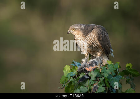 Una femmina di sparviero Accipiter nisus arroccato sulla cima di una coperta di edera post. È cercando alert a destra Foto Stock