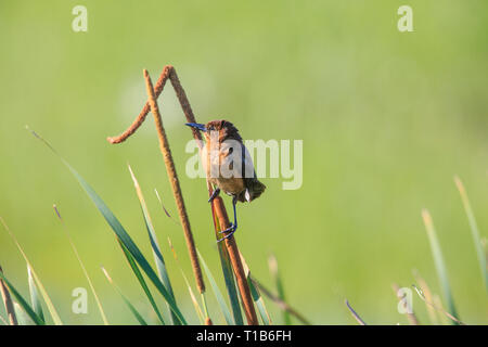 Barca femmina tailed grackle (Quiscalus major) Foto Stock