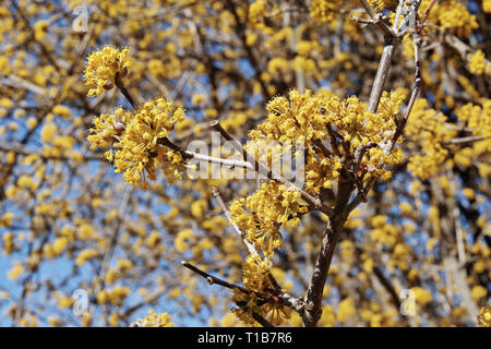 Corniolo europea in piena fioritura Foto Stock