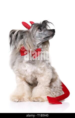 Chinese Crested Powderpuff come diavolo Foto Stock