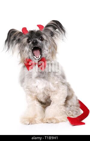 Chinese Crested Powderpuff come diavolo Foto Stock