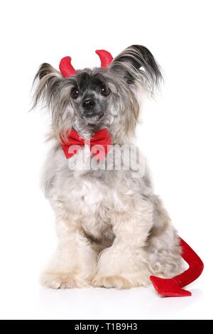 Chinese Crested Powderpuff come diavolo Foto Stock