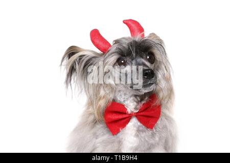 Chinese Crested Powderpuff come diavolo Foto Stock