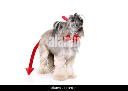 Chinese Crested Powderpuff come diavolo Foto Stock