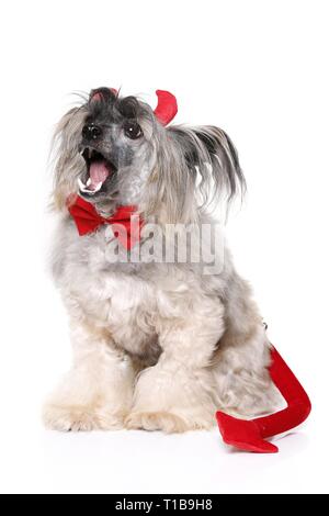 Chinese Crested Powderpuff come diavolo Foto Stock