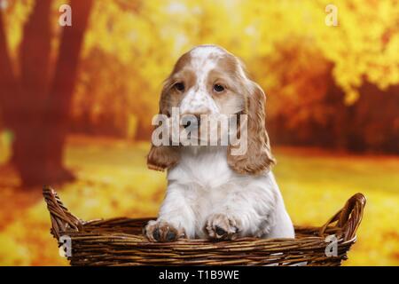 English Cocker Spaniel cucciolo Foto Stock