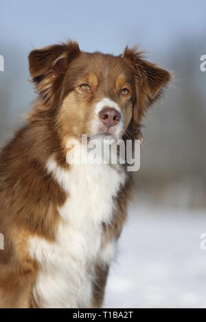 Red tri pastore australiano in snow Foto Stock