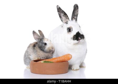 conigli Foto Stock