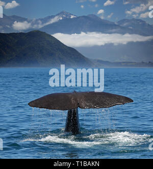 Sperma balena inizia una profonda immersione a la costa vicino a Kaikoura (Nuova Zelanda) Foto Stock