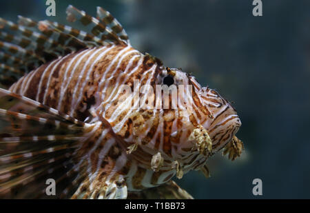 Visualizzazione verticale di un Leone Rosso (pterois volitans) Foto Stock