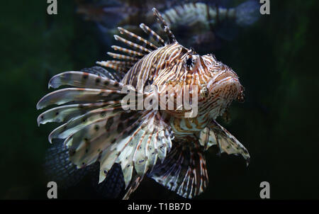 Vista ravvicinata di un Leone Rosso (pterois volitans) Foto Stock